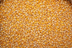 KUKURYDZA ZIARNO 25KG