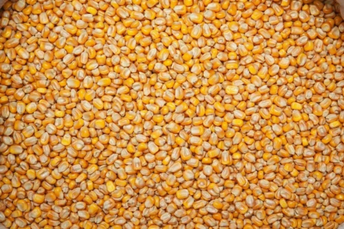 KUKURYDZA ZIARNO 25KG