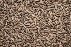 OSTROPEST PLAMISTY -ZIARNO 5KG