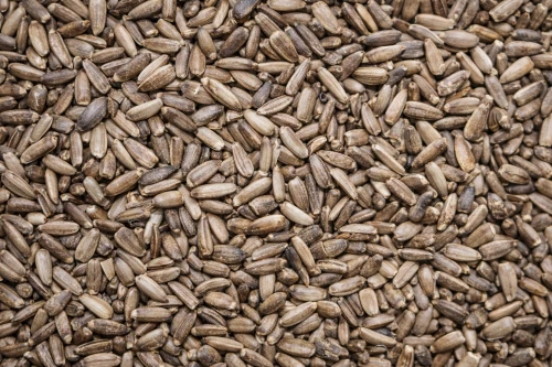 OSTROPEST PLAMISTY -ZIARNO 5KG