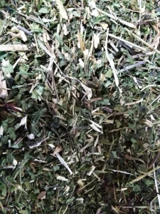 JEŻÓWKA / ECHINACEA ZIELE-5kg 